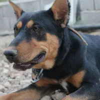 دوبرمن یکونیم ساله ماده