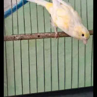 قناری نر باقفس