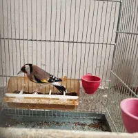 سهره زاده قفس|پرنده|سنقر, |دیوار