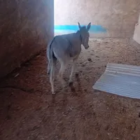 الاع ماده