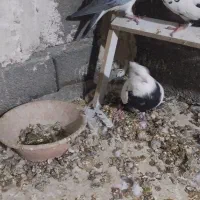 کبوتر|پرنده|هرسین, |دیوار