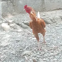 خروس کسی خواست در خدمتم