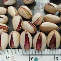 پسته|خوردنی و آشامیدنی|مه ولات, |دیوار