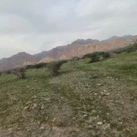 بز و بیگ