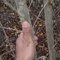 نهال سه ساله ودوساله