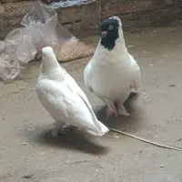 یه جفت کفتر