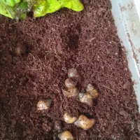 حلزون تخم گزار|خزنده|شیراز, داریون|دیوار