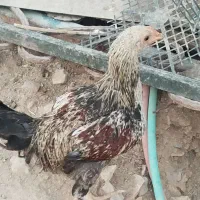 مرغ و خروس|حیوانات مزرعه|رودهن, |دیوار