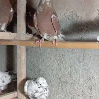 کبوتر|پرنده|قرچک, محمد آباد|دیوار