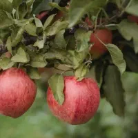 باغ شهری نشاط|فروش خانه و ویلا|شیراز, بید زرد|دیوار