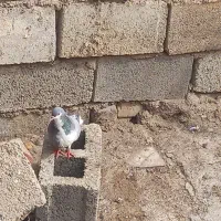 کفتر های شهری و سرور