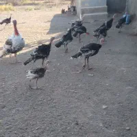بوقلمون نرو ماده سالمو سرحال