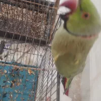 طوطی ملنگو نر|پرنده|مرودشت, فاز دوم شهرک فرهنگیان|دیوار