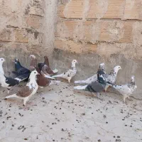 کبوتر پرشی|پرنده|آران و بیدگل, |دیوار