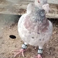 کبوتر گمشده