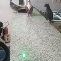 رنگی|پرنده|مسجد سلیمان, |دیوار