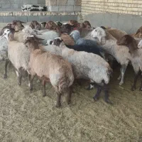 7جفت میش