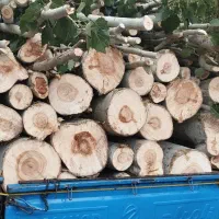 خرید انواع چوب و درخت در باغات وویلا و حیاط خانه|خدمات باغبانی و درختکاری|مرند, |دیوار