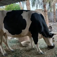 گاوسمینتال اصل