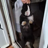 چند عدد خرگوش نر و ماده کوچک و بزرگ