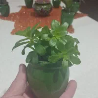 گل های کوچیک|گل و گیاه طبیعی|سلمان‌شهر, |دیوار