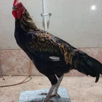 خروس دو رگ|حیوانات مزرعه|رودان, |دیوار