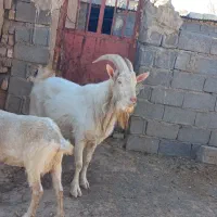 تکه سانن اصل