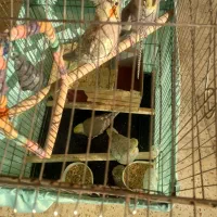 حیوان خانگی