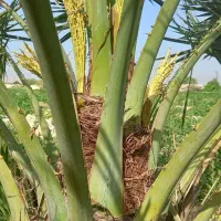 بو دادن نخل و خار زدن نخل.