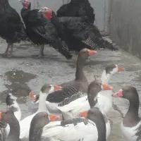 بوقلمون نر محلی و قازمحلی