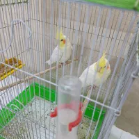 یک جفت عروس هلندی لوتینو 9 ماهه وحشی