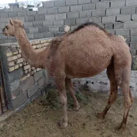 شتر بهلوون