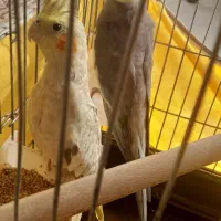 عروس هلندی مولد به شرط|پرنده|محمدیه-قزوین, |دیوار