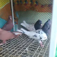 دوچفت نروماده جوان کله سیاه وسرخ دم سفید|پرنده|بهبهان, |دیوار