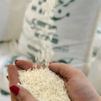 برنج کشت اول مازندران