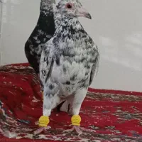 کفتر|پرنده|نیشابور, ریوند|دیوار
