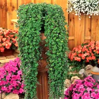 چمن/بذر/چمن هلندی/چمنزن/چمن زینتی|گل و گیاه طبیعی|تهران, خلیج فارس|دیوار