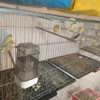 تعدادی قناری خانگی درجه یک