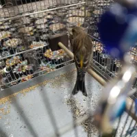 سهره قناری دستی|پرنده|اندیشه, اندیشه فاز ۲|دیوار