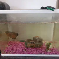 آکواریوم سالم