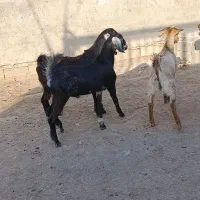 گاو گوساله بز گوسفند بره گاومیش درشادگان|حیوانات مزرعه|اهواز, گلستان|دیوار