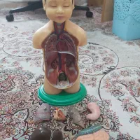 مدل human torso|اسباب‌‌بازی|تهران, نصرت|دیوار