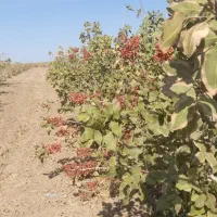 زمین پسته ای،جهت استعلام قیمت پیام بگذارید|فروش دفتر صنعتی، کشاورزی، تجاری|بافق, |دیوار