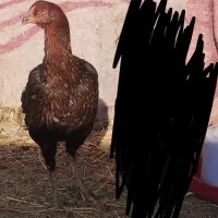 مرغ لاری