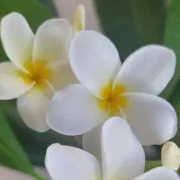 خدمه مهدکودک