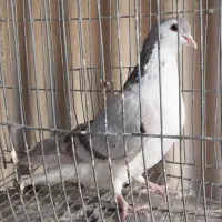 کبوتر ماده نقره ای