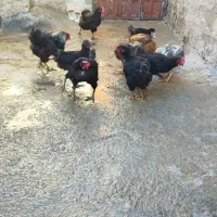 چند عدد مرغ تخمگذار|حیوانات مزرعه|سیوان, |دیوار