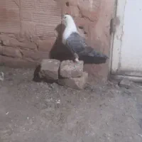 کله سفید سبز نر گرفتنی بدون پر پا|پرنده|سبزوار, مدرس|دیوار