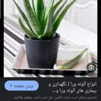 فروش گیاه آلوئه ورا بهداشتی وخوراکی ازگونه صبرزرد