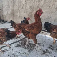 خروس و مرغ|حیوانات مزرعه|تاکستان, |دیوار